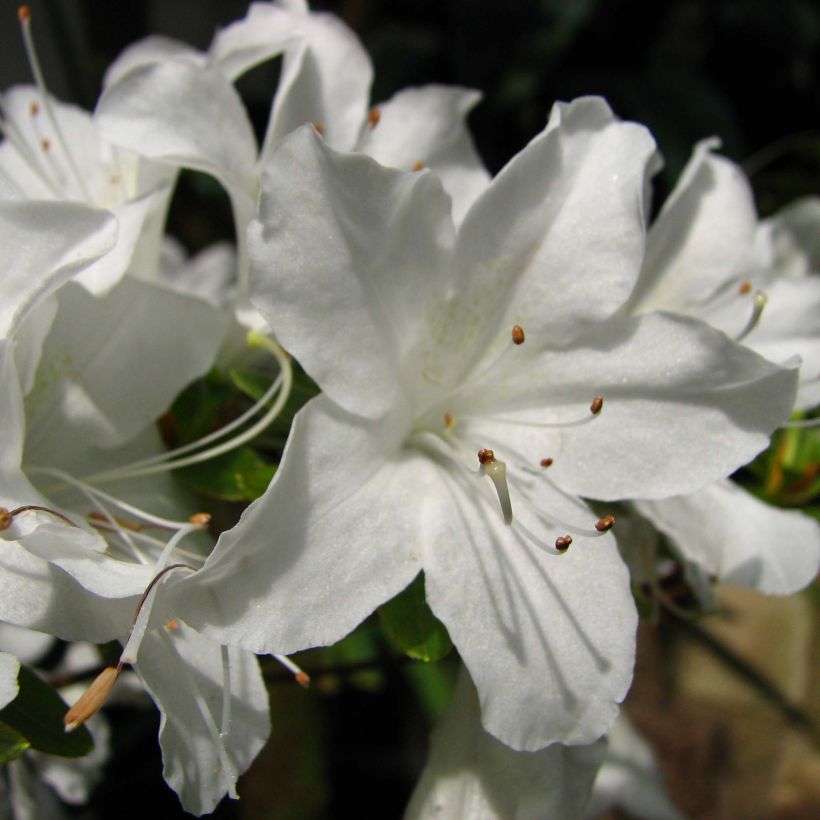 Azalea obtusum Palestrina (Fioritura)