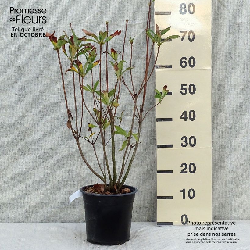 Esemplare di Azalea mollis Satan Vaso da 4L/5L come consegnato in autunno
