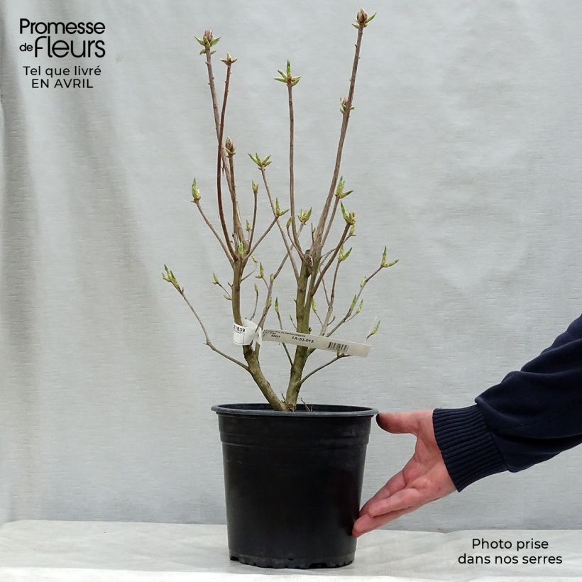 Azalea mollis Glowing Embers Vaso da 4L/5L esemplare consegnato in primavera