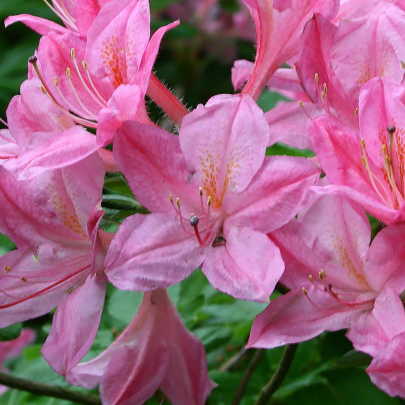 Azalea viscosum Rosata (Fioritura)