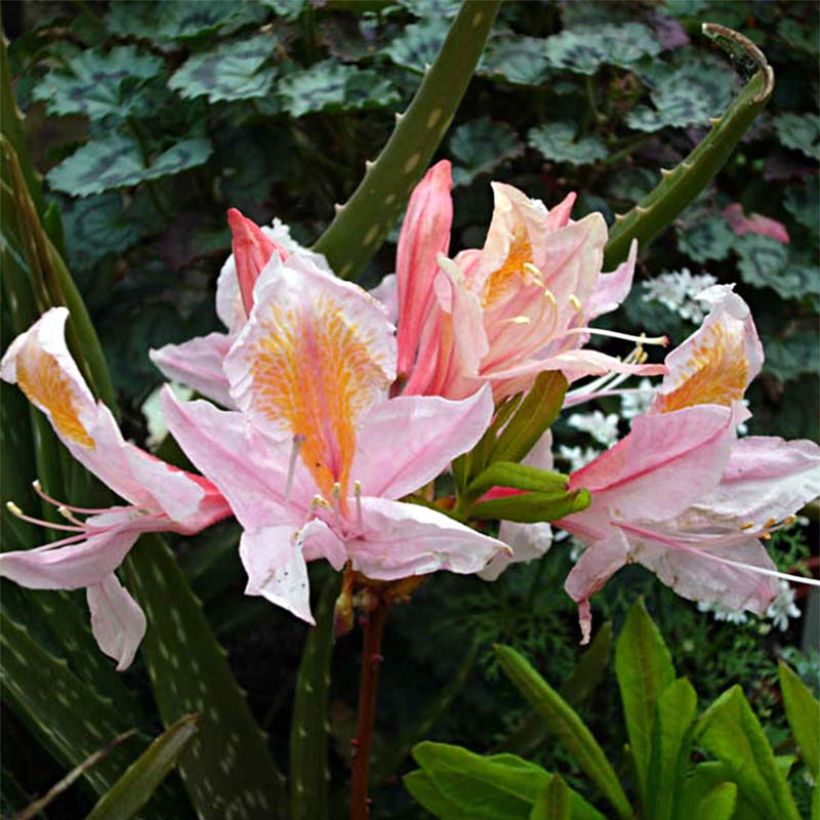 Azalea Delicatissima (Fioritura)