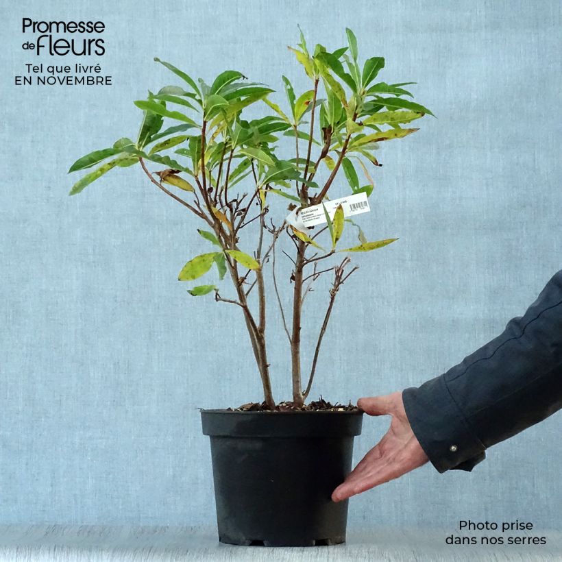Esemplare di Azalea Delicatissima Vaso da 4L/5L come consegnato in autunno