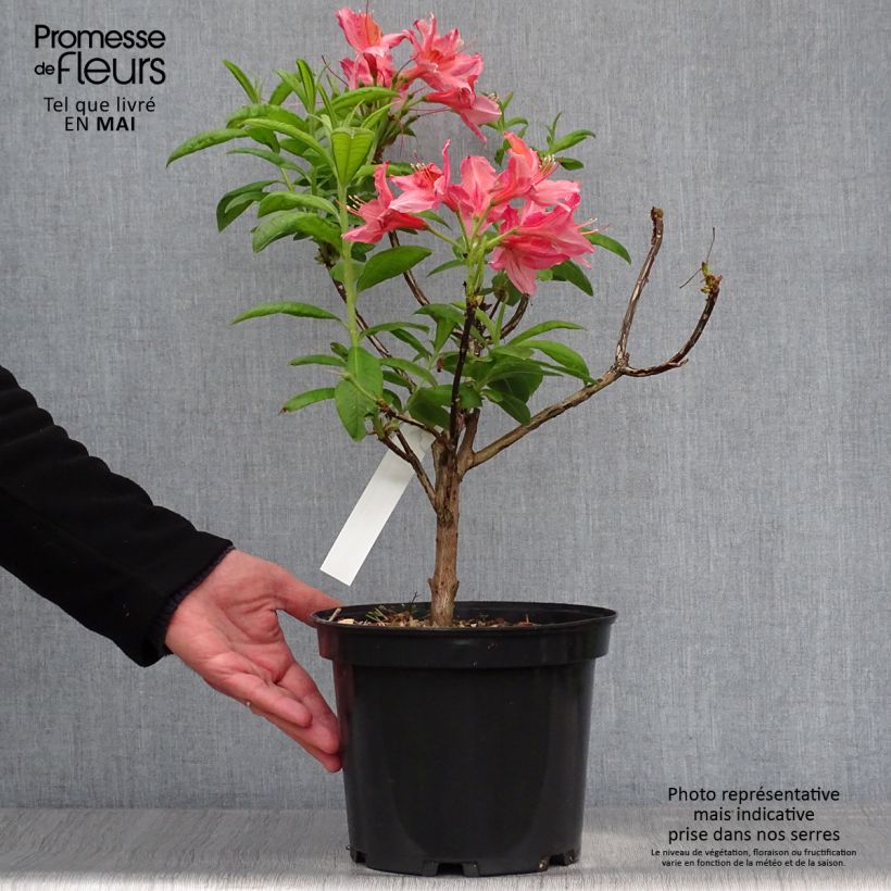 Azalea mollis Demoiselles de Boutiguery Aurora Vaso da 4L/5L esemplare consegnato in primavera