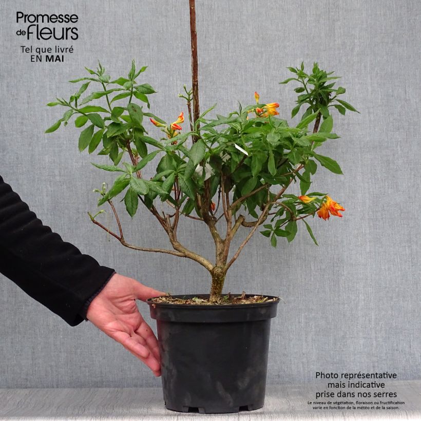 Azalea mollis Demoiselles de Boutiguery Idylla Vaso da 4L/5L esemplare consegnato in primavera