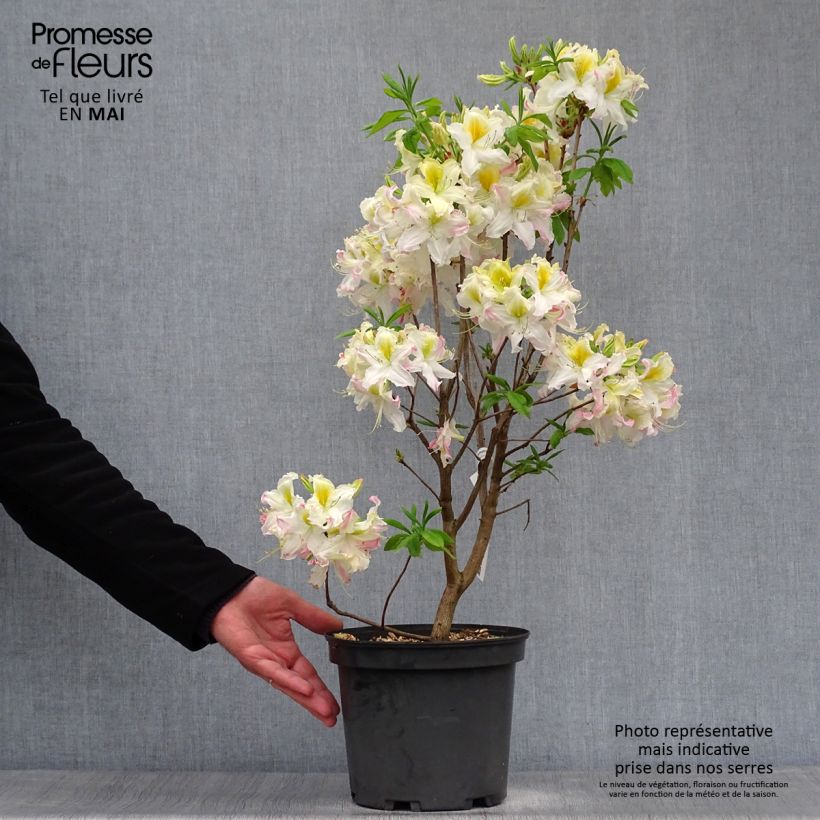 Azalea mollis Demoiselles de Boutiguery Kassia Vaso da 4L/5L esemplare consegnato in primavera
