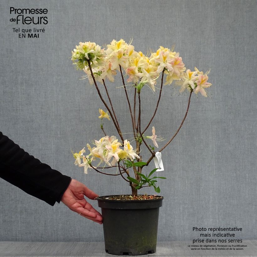 Azalea mollis Demoiselles de Boutiguery Nella Vaso da 4L/5L esemplare consegnato in primavera
