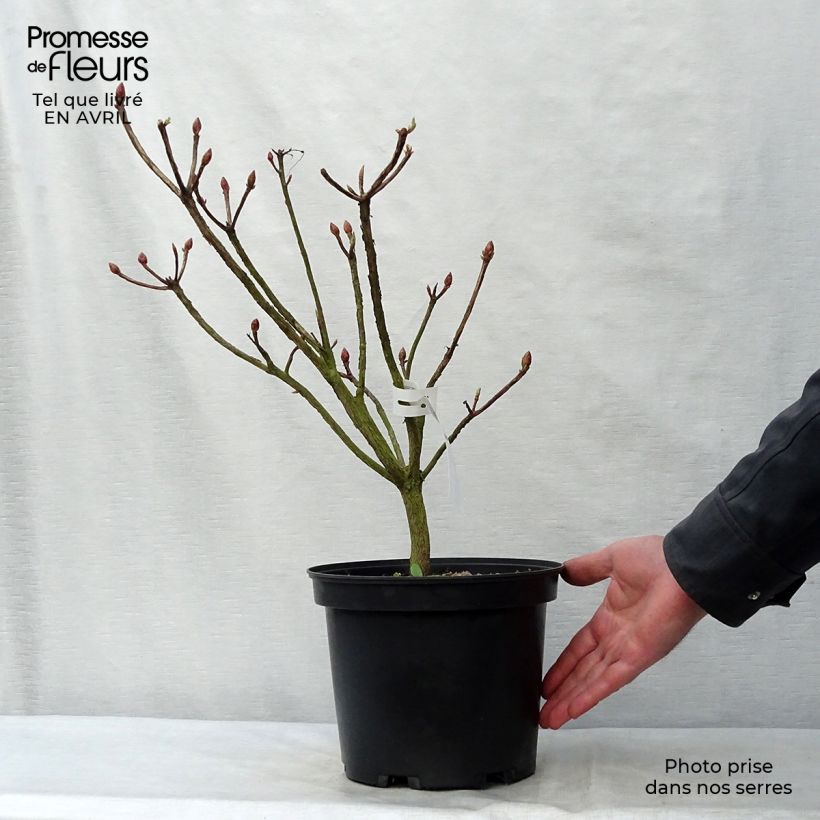 Azalea Fire Ball Vaso da 4L/5L esemplare consegnato in primavera