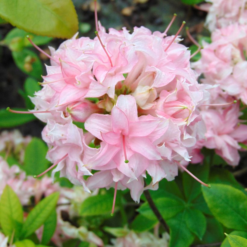 Azalea Homebush (Fioritura)