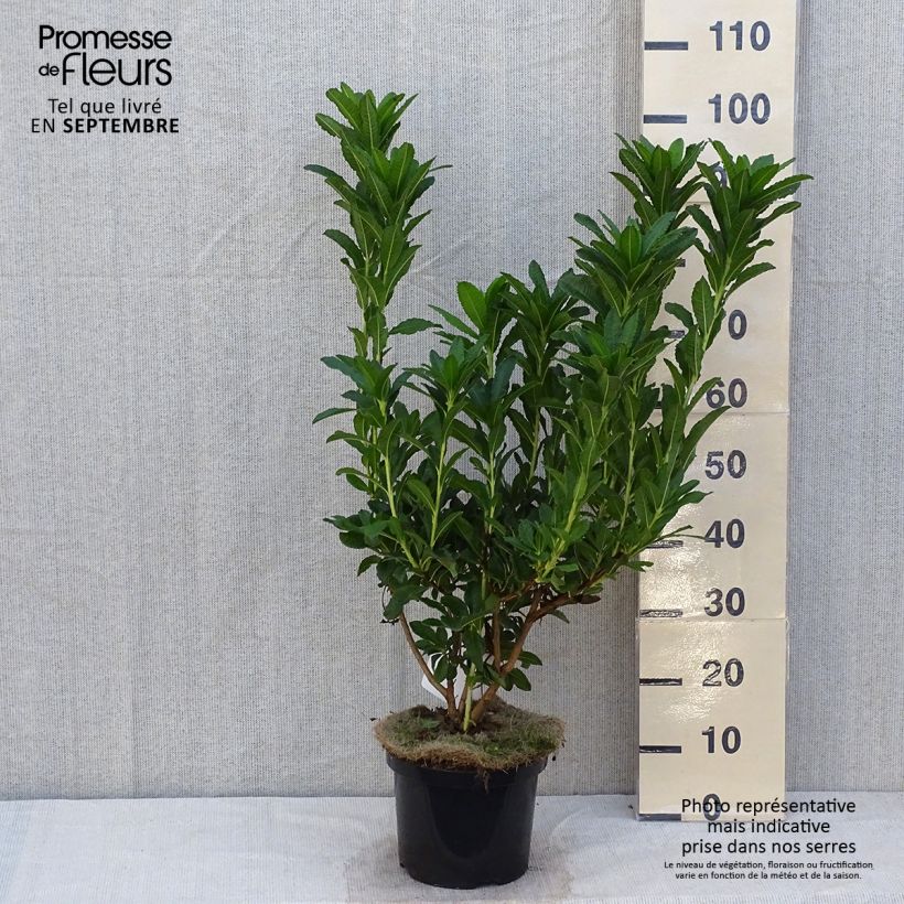 Esemplare di Azalea mollis Koster's Brilliant Red Vaso da 4L/5L come consegnato in autunno