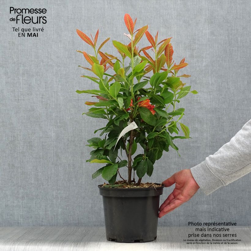 Azalea Mary Poppins Vaso da 4L/5L esemplare consegnato in primavera