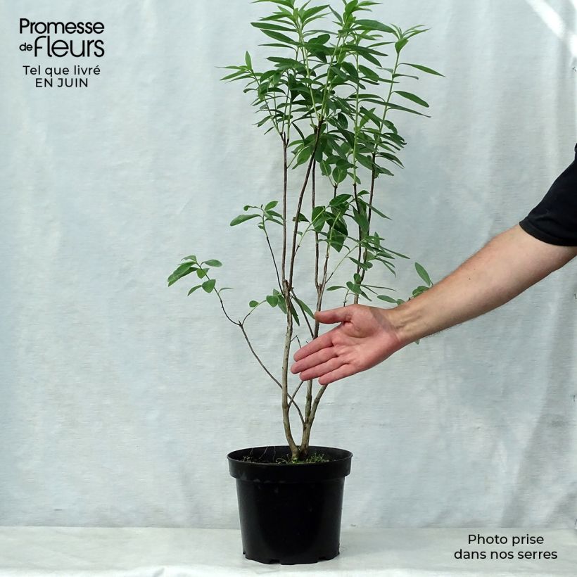 Esemplare di Azalea luteum Nabucco - Azalea gialla Vaso da 4L/5L consegnato in estate
