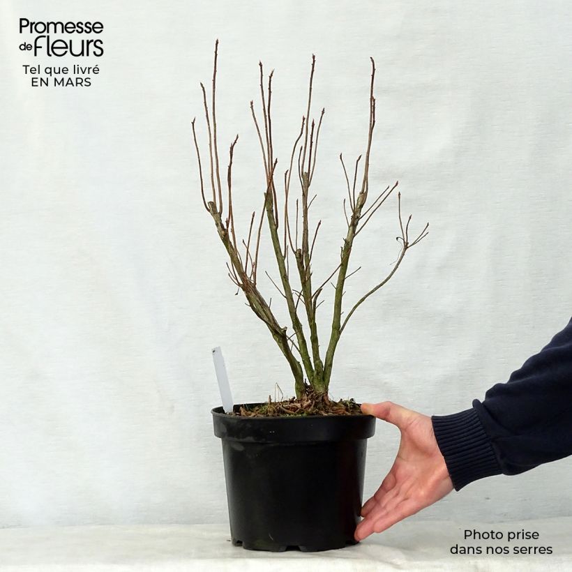 Azalea luteum Nabucco - Azalea gialla Vaso da 4L/5L esemplare consegnato in primavera