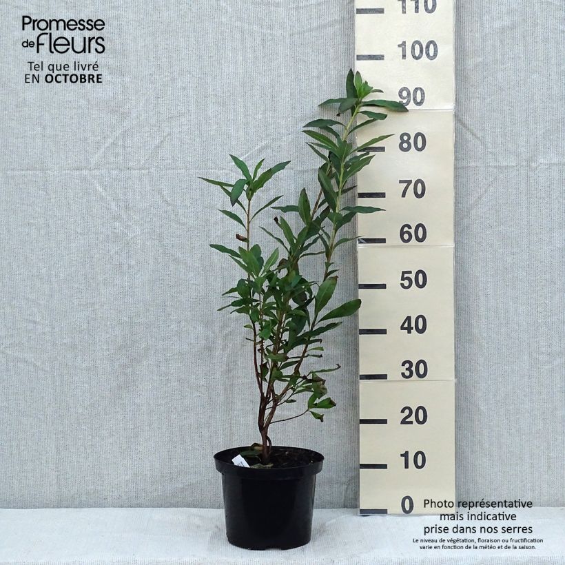 Esemplare di Azalea luteum Nabucco - Azalea gialla Vaso da 4L/5L come consegnato in autunno