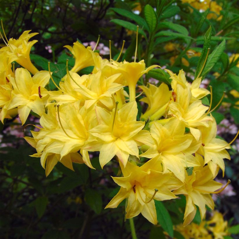 Azalea luteum Narcissiflora - Azalea gialla (Flowering)