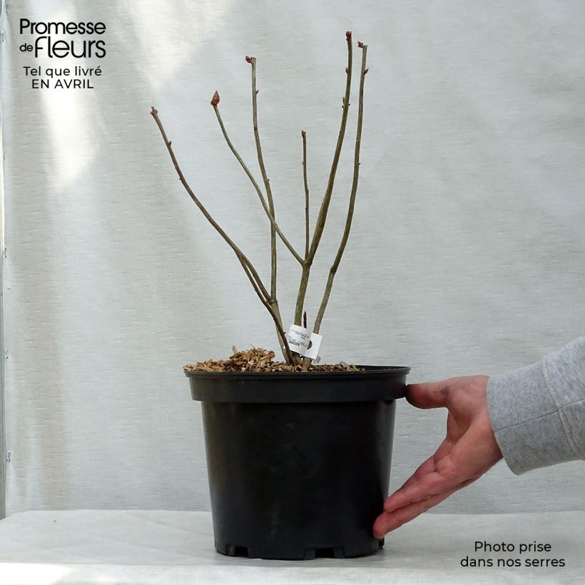 Example of Azalea luteum Narcissiflora - Azalea gialla Vaso da 4L/5L as you get in printemps