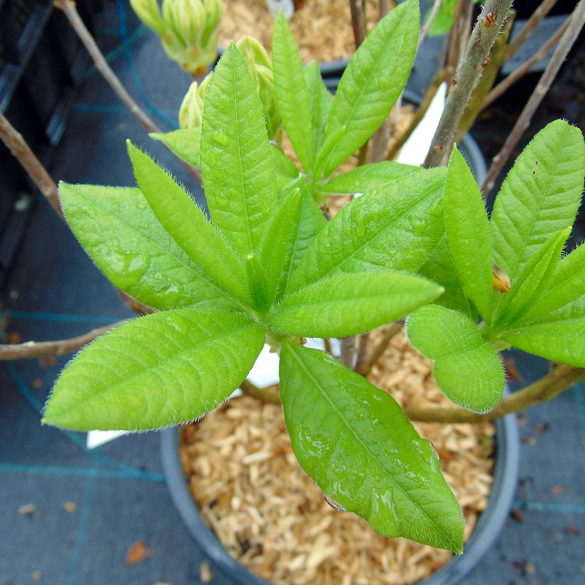 Azalea mollis Persil (Fogliame)