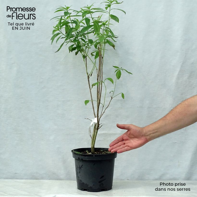 Esemplare di Azalea Wallowa Red Vaso da 4L/5L consegnato in estate