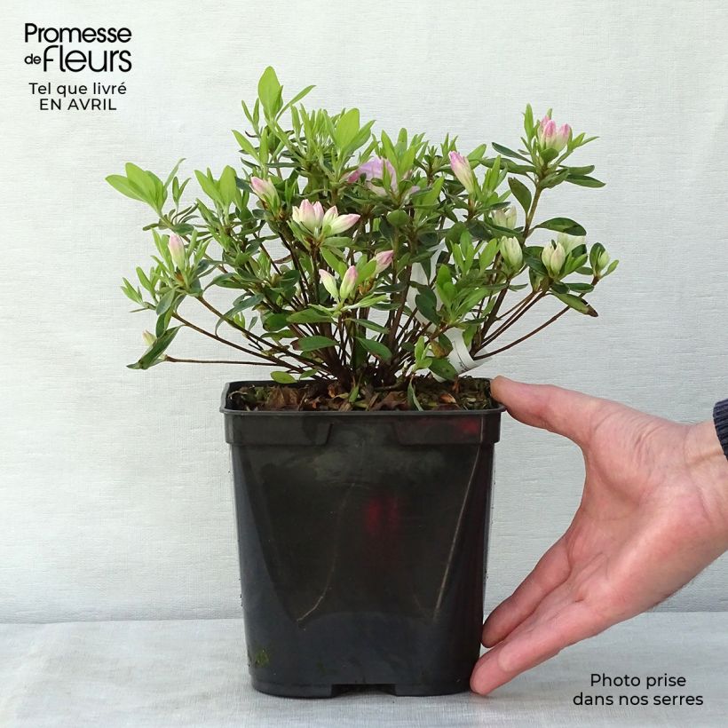 Example of Azalea japonica Al's Picotee Vaso da 2L/3L as you get in printemps