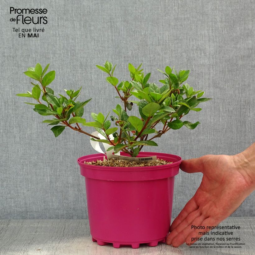 Example of Azalea japonica Christina Vaso da 2L/3L as you get in printemps