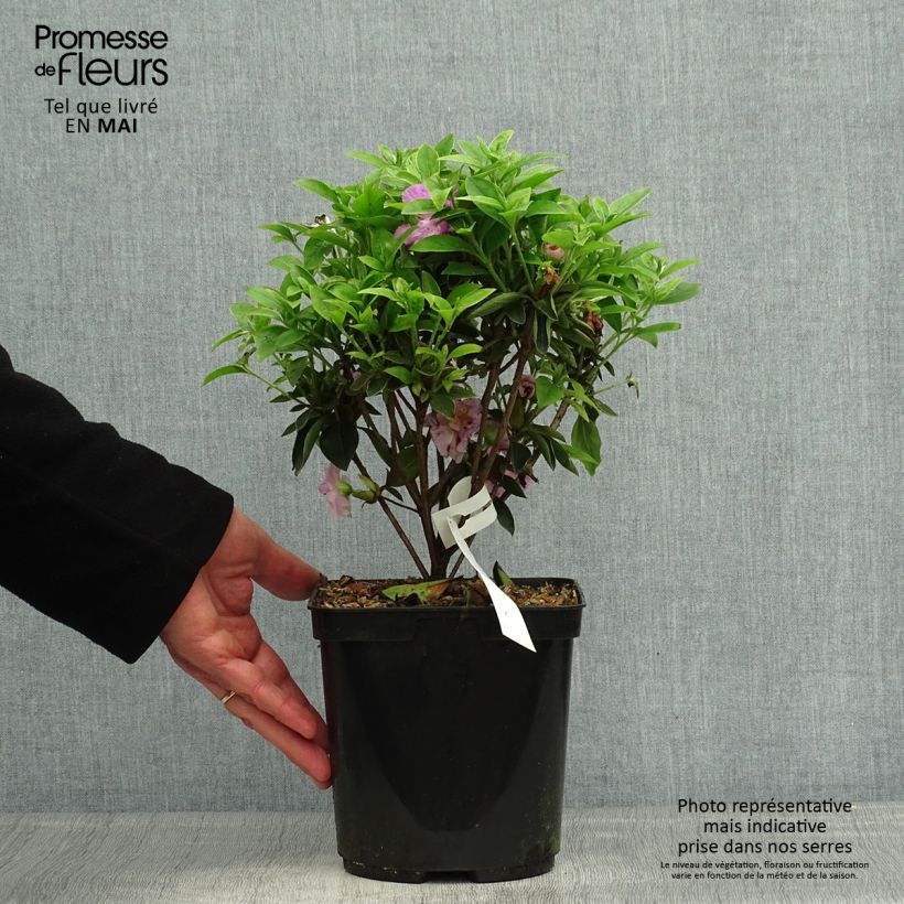 Azalea japonica Elsie Lee Vaso da 2L/3L esemplare consegnato in primavera