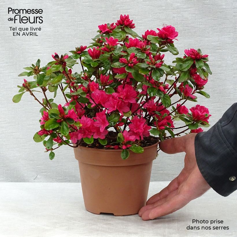 Example of Azalea Hino-Crimson Vaso da 2L/3L as you get in printemps