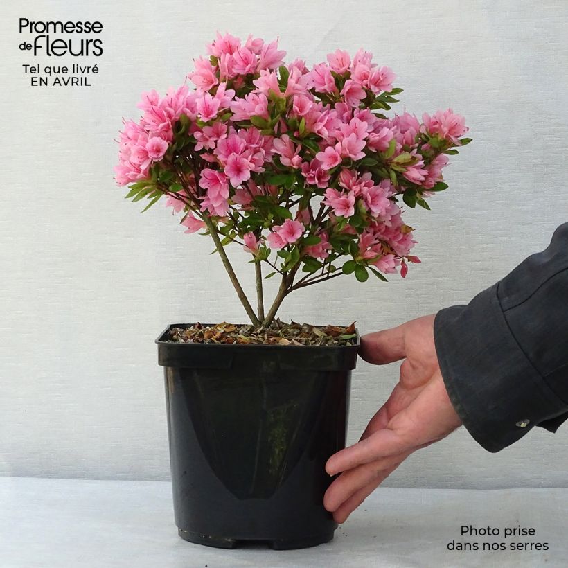 Example of Azalea japonica Kirin Vaso da 2L/3L as you get in printemps