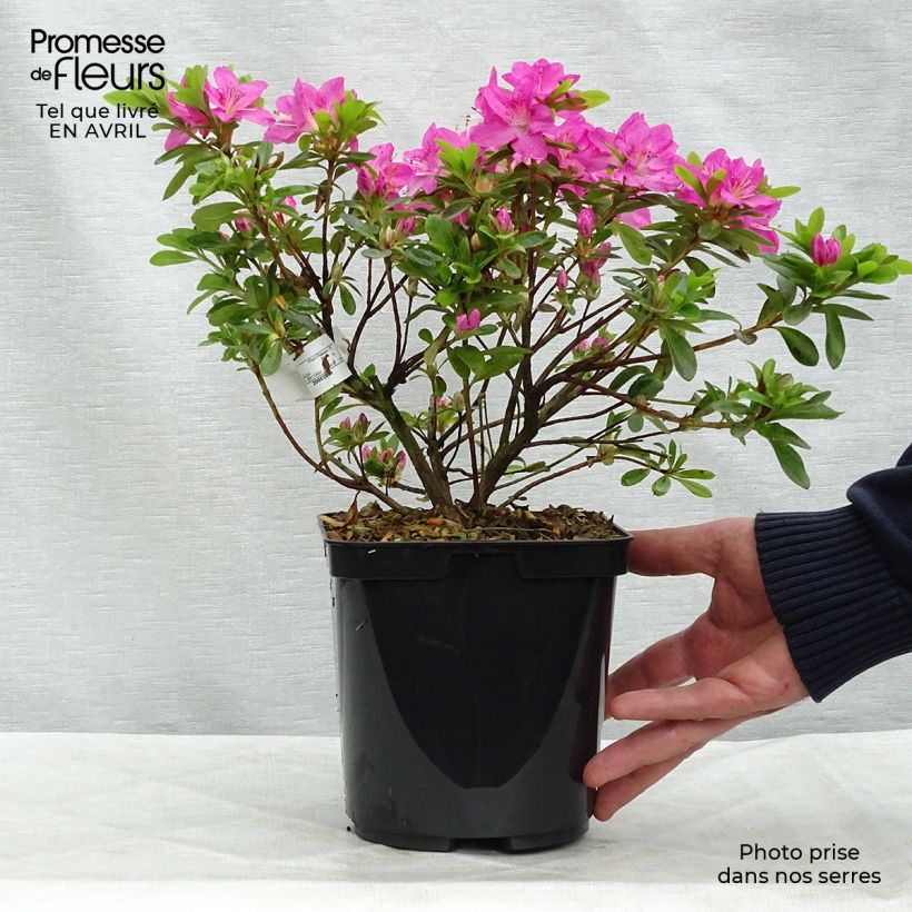 Azalea kiusianum Komo Kulshan Vaso da 3L/4L esemplare consegnato in primavera