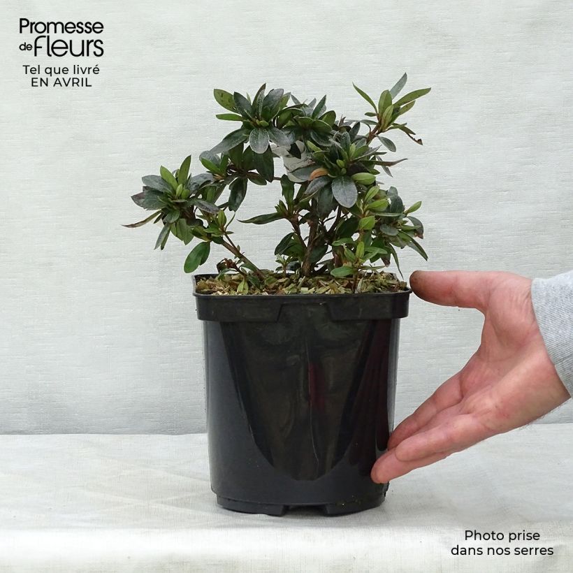 Azalea Nakaharai Orange Vaso da 2L/3L esemplare consegnato in primavera