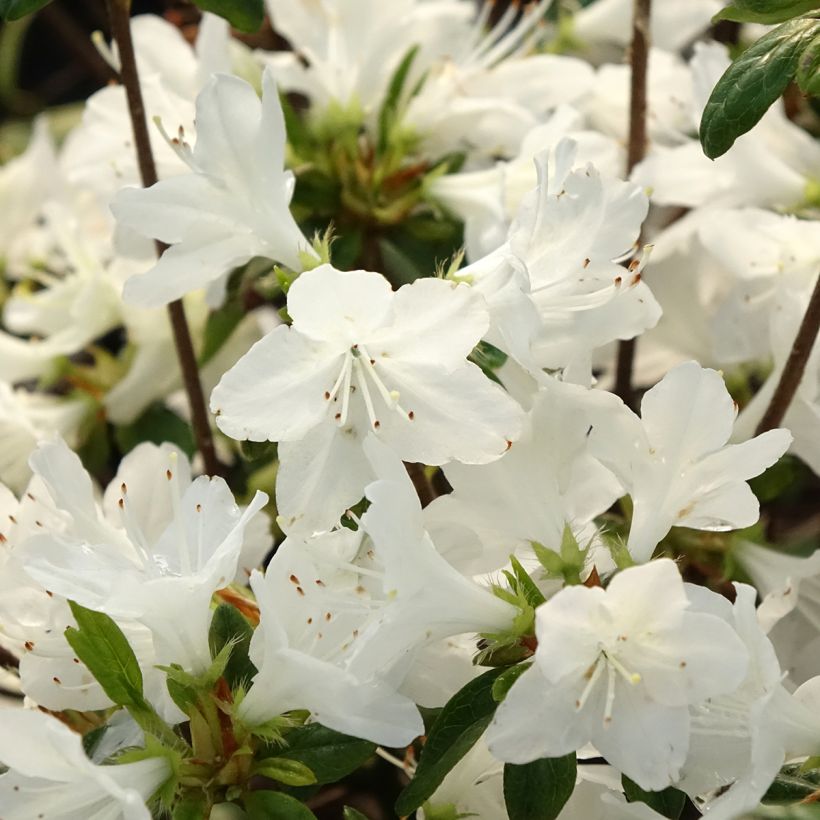 Azalea obtusum Palestrina (Fioritura)
