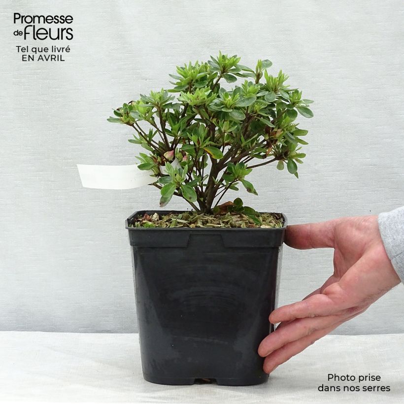 Example of Azalea kaempferi Peggy Ann Vaso da 2L/3L as you get in printemps