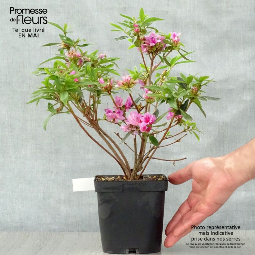 Example of Azalea Purple Splendor Vaso da 2L/3L as you get in printemps