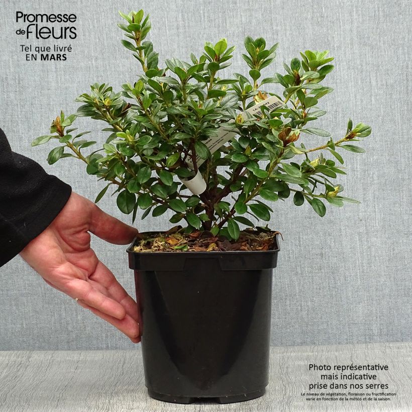 Azalea Sachsenstern Vaso da 3L/4L esemplare consegnato in primavera