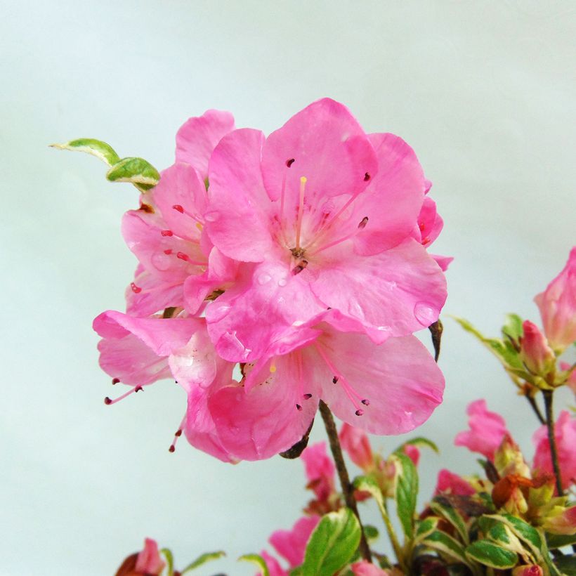 Azalea Silver Queen (Flowering)