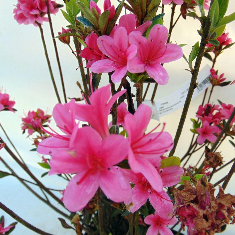 Azalea Sylvester (Flowering)