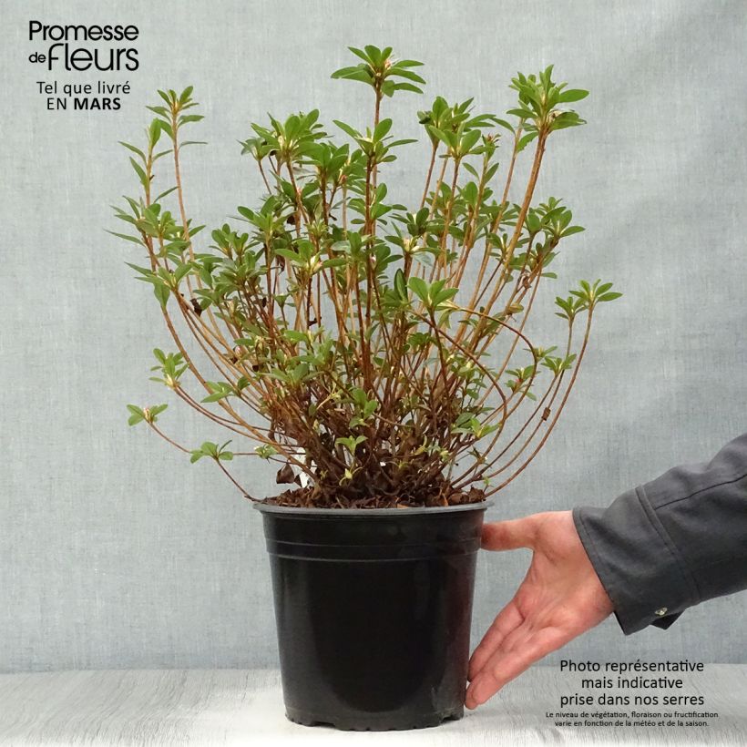 Example of Azalea Sylvester Vaso da 4L/5L as you get in printemps