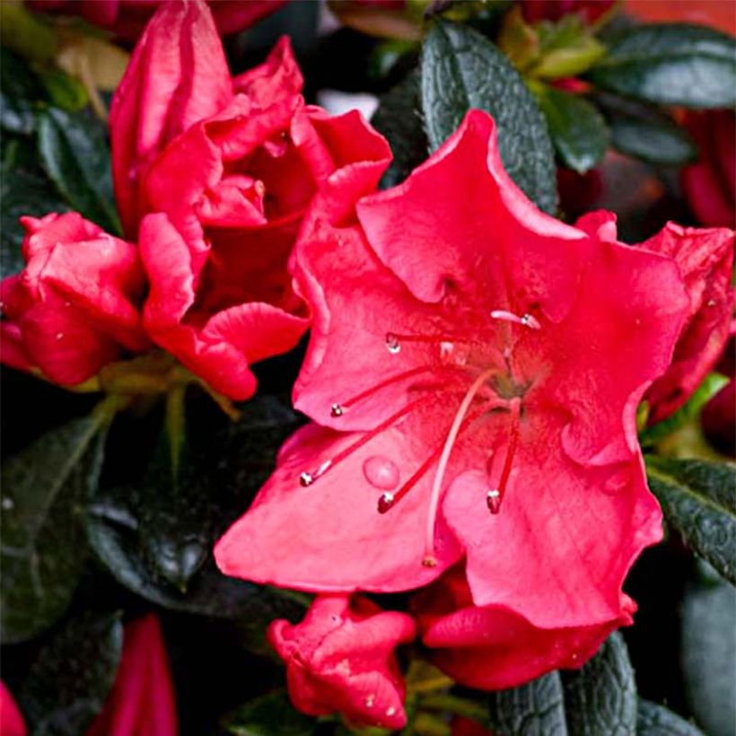 Azalea japonica Vuyk's Rosyred (Flowering)