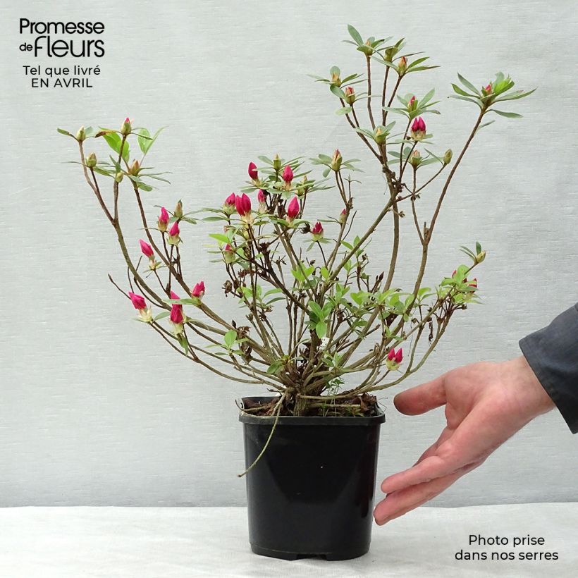 Example of Azalea japonica Vuyk's Rosyred Vaso da 2L/3L as you get in printemps