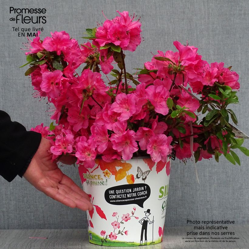 Example of Azalea japonica Vuyk's Rosyred Vaso da 4L/5L as you get in printemps
