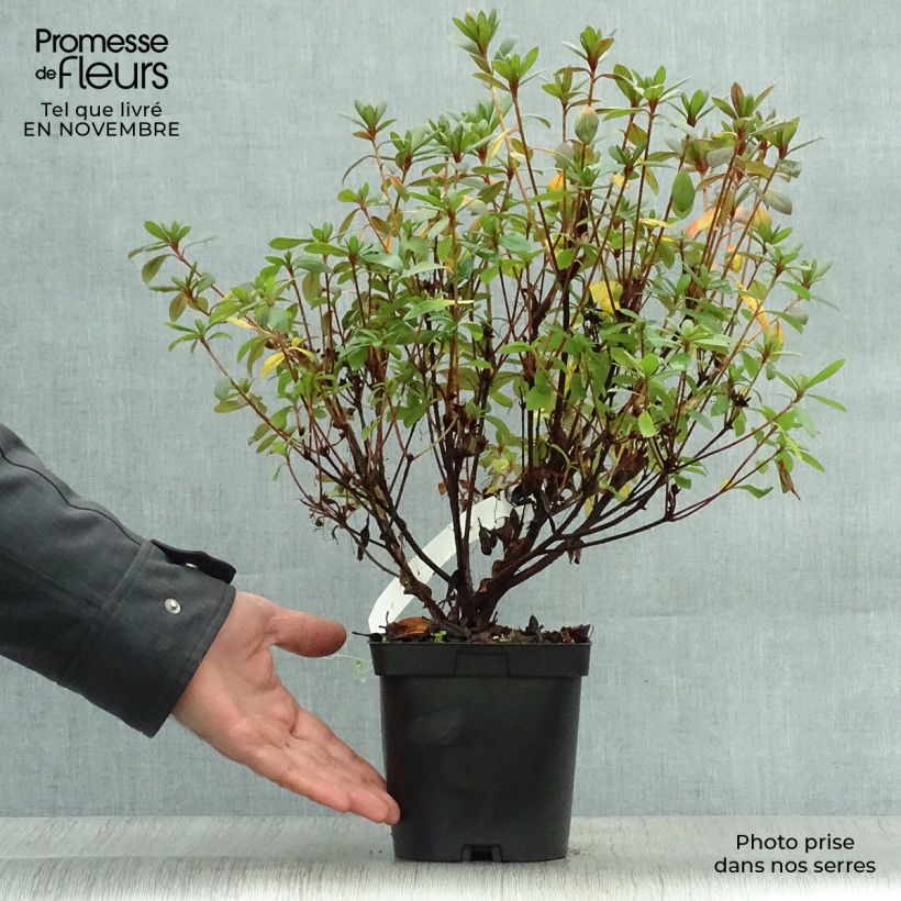 Esemplare di Azalea japonica Vuyk's Scarlet Vaso da 2L/3L come consegnato in autunno