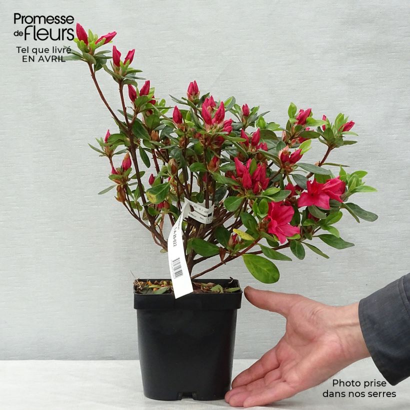 Example of Azalea japonica Vuyk's Scarlet Vaso da 2L/3L as you get in printemps