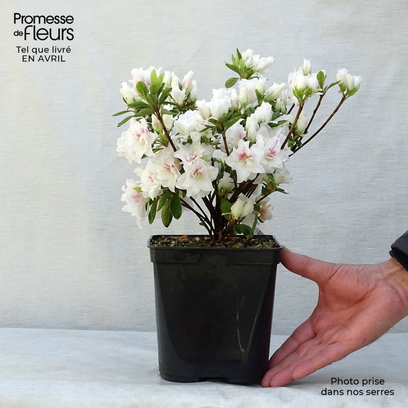 Azalea White Prince Vaso da 2L/3L esemplare consegnato in primavera
