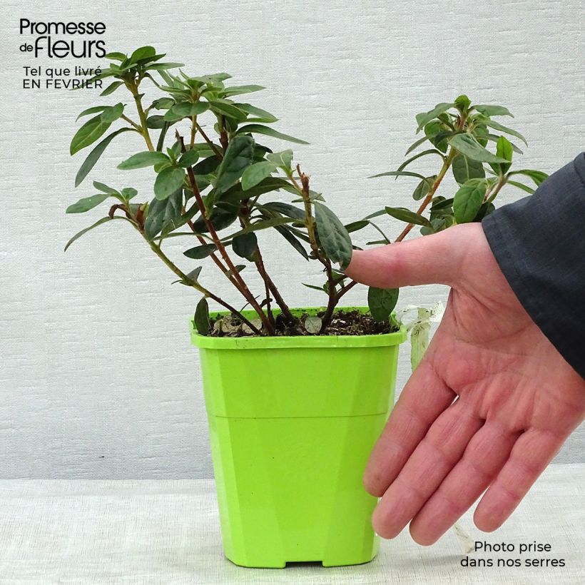 Azalea japonica ENCORE Autumn Creach Vaso da 1L/1,5L esemplare consegnato in inverno