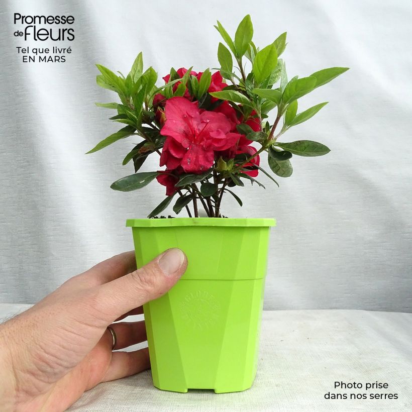 Azalea ENCORE Autumn Fire Vaso da 1L/1,5L esemplare consegnato in inverno
