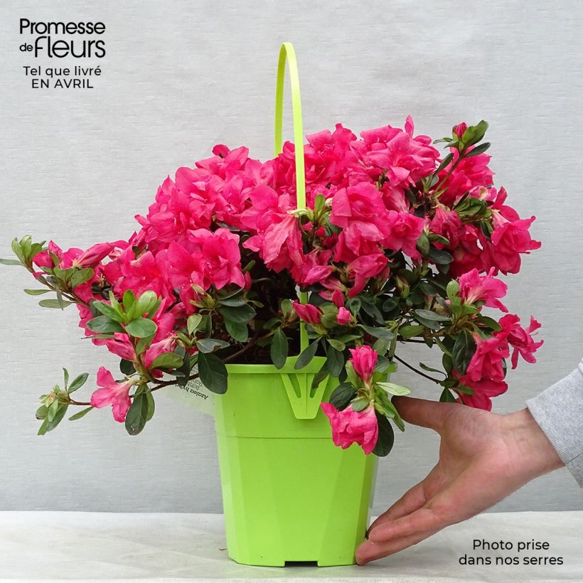 Azalea ENCORE Bonfire Vaso da 3L/4L esemplare consegnato in primavera