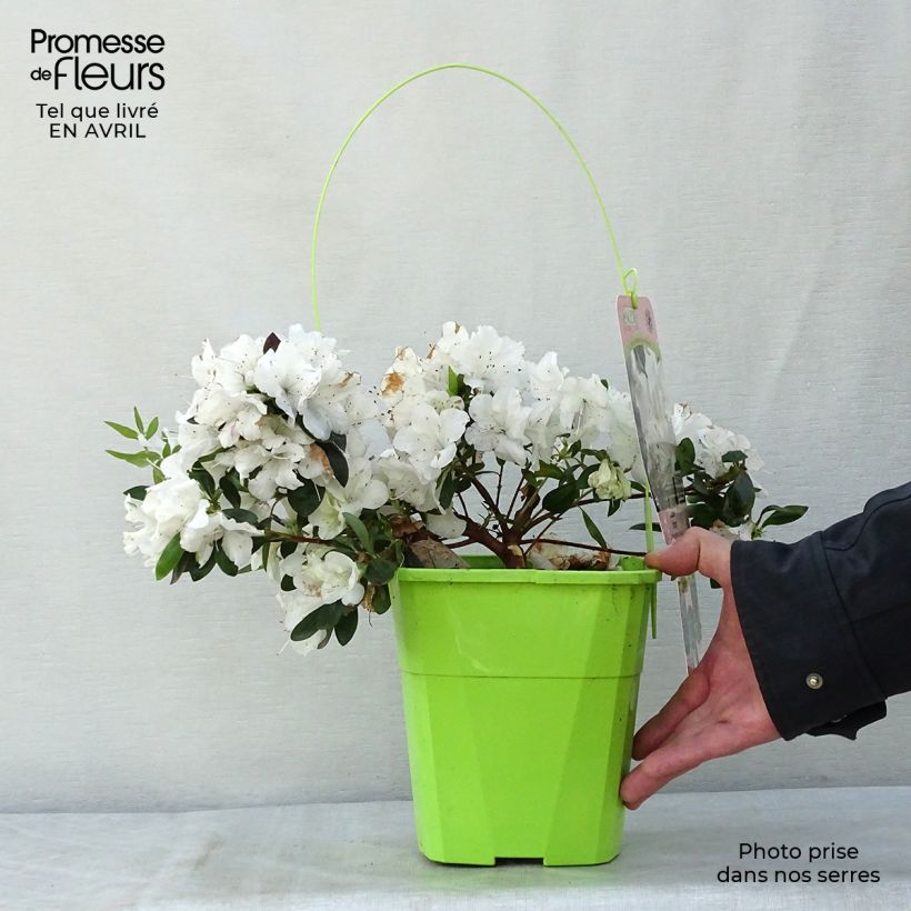 Azalea japonica ENCORE Ivory Vaso da 3L/4L esemplare consegnato in primavera