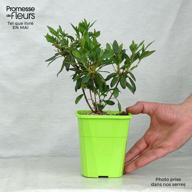 Azalea ENCORE Ruby Vaso da 1L/1,5L esemplare consegnato in primavera