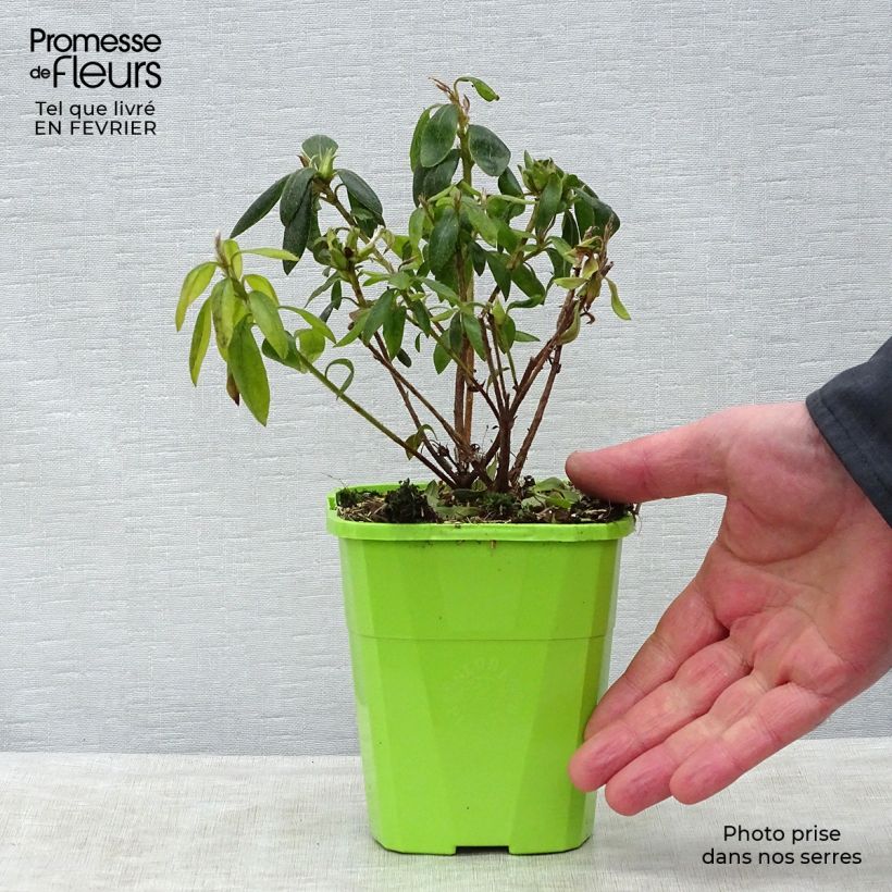 Azalea japonica ENCORE Starlite Vaso da 1L/1,5L esemplare consegnato in inverno