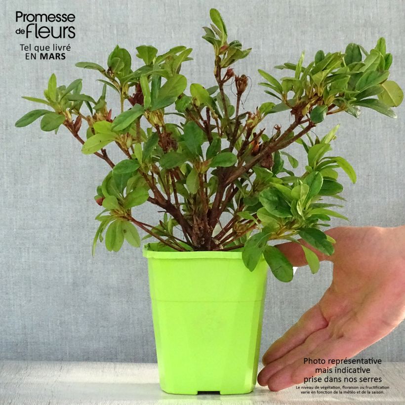 Example of Azalea japonica ENCORE Sunburst Vaso da 1L/1,5L as you get in printemps