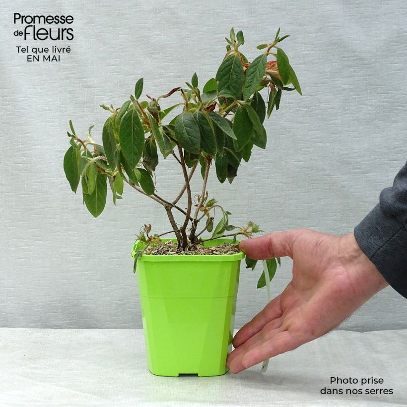 Azalea japonica ENCORE Sundance Vaso da 1L/1,5L esemplare consegnato in primavera