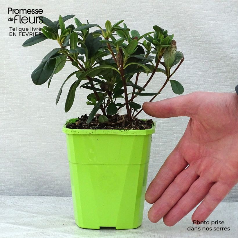 Azalea japonica ENCORE Sunset Vaso da 1L/1,5L esemplare consegnato in inverno